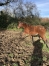 Pouliniere-plus-foal-2024-et-foal-2025-1