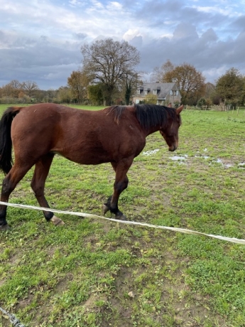 Pouliniere-plus-foal-2024-et-foal-2025-0