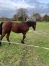 Pouliniere-plus-foal-2024-et-foal-2025-0