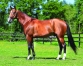 Vends-saillie-de-ATLAS-DE-JOUDES-(Ready-Cash--Queschua-Love-par-Love-You)-0