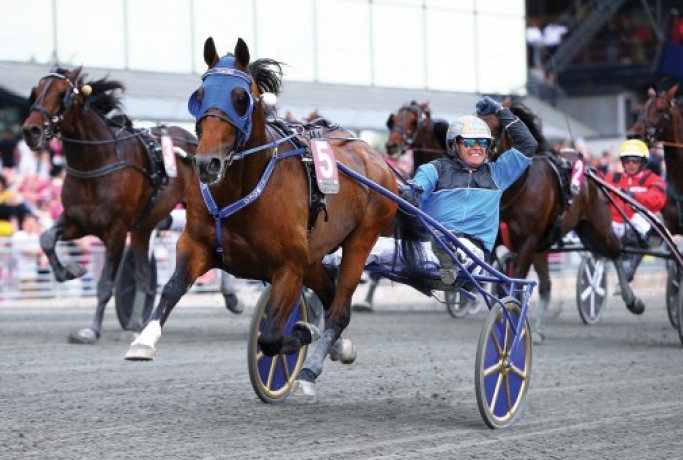 Vends-saillie-de-TIMOKO-(Imoko--Kiss-Me-Coulonces-par-And-Arifant)-0