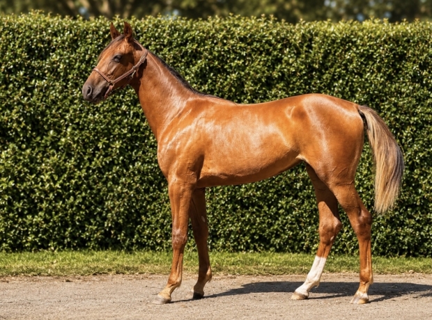 Promesse-d’Atout-par-Gu-d’Heripre-famille-classique